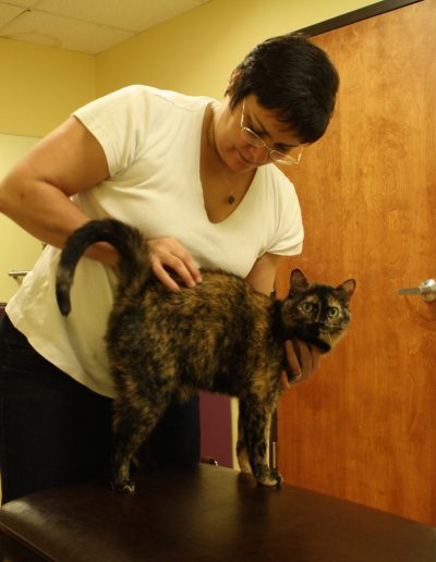 Tracy Edelmann, Chiropractor, shown adjusting a cat